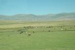 A fertile mountain plain between Savsat and Ardahan. Photo Marco Prins.